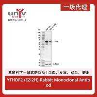 YTHDF2 (E2I2H) Rabbit Monoclonal Antibody