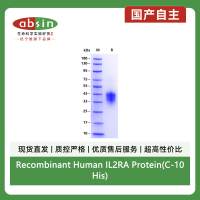 Recombinant Human IL2RA Protein(C-10His)