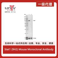 Stat1 (9H2) Mouse Monoclonal Antibody