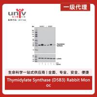 Thymidylate Synthase (D5B3) Rabbit Monoclonal Antibody