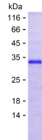 Recombinant Human C2orf49 Protein(C-His)