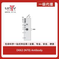 DKK2 (N70) Antibody