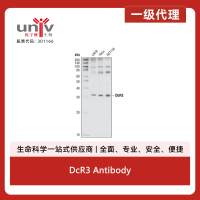 DcR3 Antibody