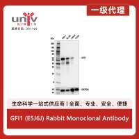 GFI1 (E5J6J) Rabbit Monoclonal Antibody