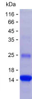 Recombinant Human PPARGC1B Protein(C-His)