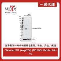 Cleaved RIP (Asp324) (D5P6D) Rabbit Monoclonal Antibody