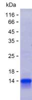 Recombinant Human RASSF6 Protein(C-His)