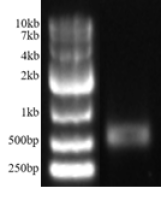 mHoneydew mRNA(5-Methyl-CTP)