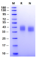 Recombinant Biotinylated Human B7-H3 Protein(Avi Tag,His Tag)
