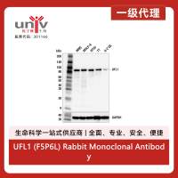 UFL1 (F5P6L) Rabbit Monoclonal Antibody