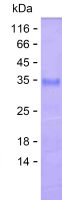 Recombinant Human MAPKAP1 Protein(C-His)