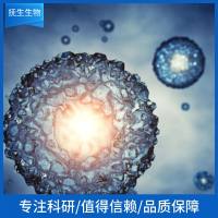 人口腔角质形成细胞-癌前病变DOK-英压转染HPV16E6/E7基因