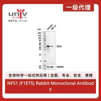 NFS1 (F1E7S) Rabbit Monoclonal Antibody