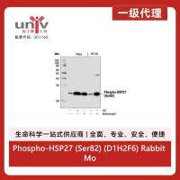 Phospho-HSP27 (Ser82) (D1H2F6) Rabbit Monoclonal Antibody