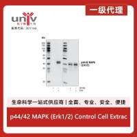 p44/42 MAPK (Erk1/2) Control Cell Extracts