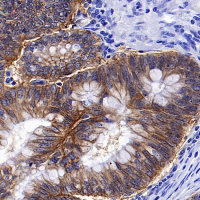 Goat Anti-Rabbit IgG (H+L) (min X Hu Sr Prot), HRP Antibody