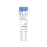 c-Jun-Luc荧光素酶报告基因质粒 (c-Jun luciferase reporter plasmid)