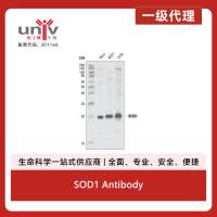 SOD1 Antibody
