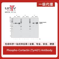 Phospho-Cortactin (Tyr421) Antibody