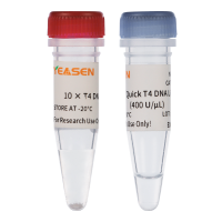 Hieff® Quick T4 DNA Ligase T4 DNA连接酶(400 U/µL)