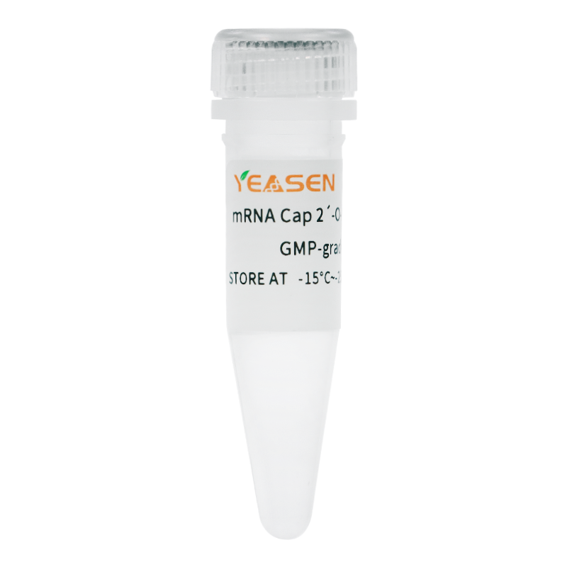 RNA Cap 2氧甲基转移酶(GMP级 mRNA Cap 2´-O-Methyltransferase)