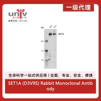 SET1A (D3V9S) Rabbit Monoclonal Antibody