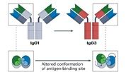 Nature reviews immunology|颠覆传统认知，抗体的恒定区竟影响抗原识别