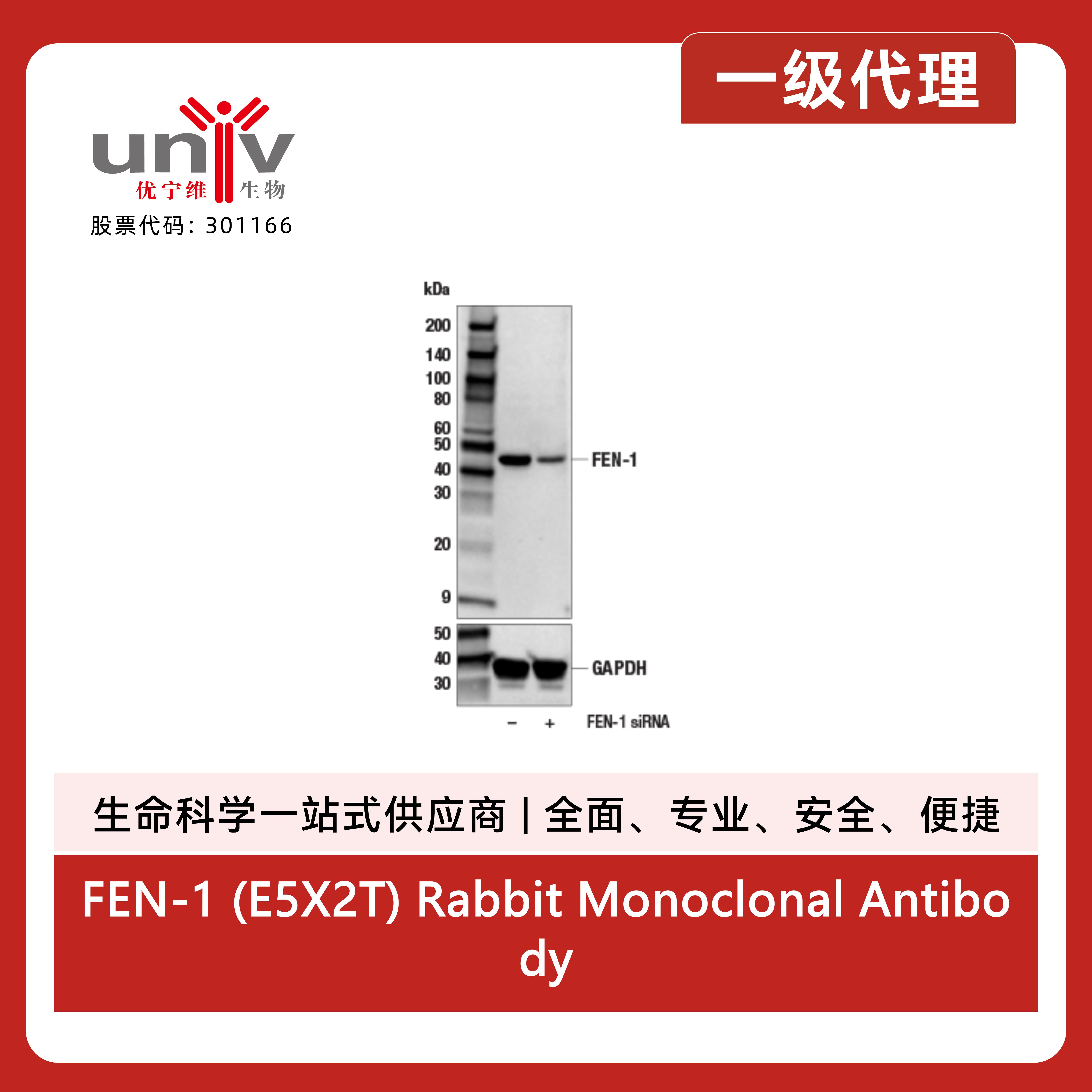 FEN-1 (E5X2T) Rabbit Monoclonal Antibody产品图