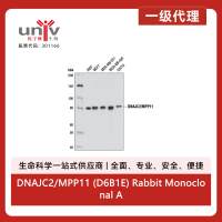 DNAJC2/MPP11 (D6B1E) Rabbit Monoclonal Antibody