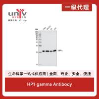 HP1 gamma Antibody