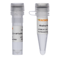 CIAP小牛肠碱性磷酸酶 Alkaline Phosphatase,Calf Intestine