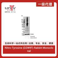 Nitro-Tyrosine (D2W9T) Rabbit Monoclonal Antibody