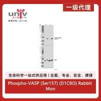 Phospho-VASP (Ser157) (D1C8O) Rabbit Monoclonal Antibody