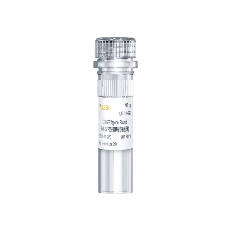 FXR-GFP报告基因质粒(FXR GFP Reporter Plasmid)产品图
