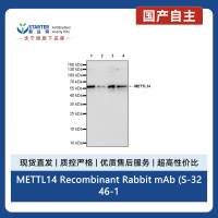 METTL14 Recombinant Rabbit mAb (S-3246-105)