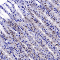Rabbit anti-PDCD4 Polyclonal Antibody 
