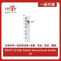 NFAT3 (31G6) Rabbit Monoclonal Antibody