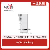 MCP-1 Antibody