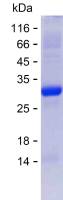Recombinant Human OSGEPL1 protein(C-His)
