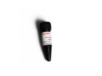 Cy3标记链霉亲和素 Cy3-conjugated Streptavidin