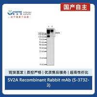 SV2A Recombinant Rabbit mAb (S-3732-3)