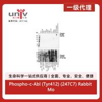 Phospho-c-Abl (Tyr412) (247C7) Rabbit Monoclonal Antibody