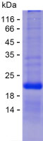 Recombinant Human RRAGD Protein(C-His)