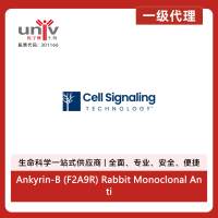 Ankyrin-B (F2A9R) Rabbit Monoclonal Antibody