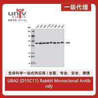 UBA2 (D15C11) Rabbit Monoclonal Antibody