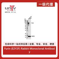 Furin (E2Y2F) Rabbit Monoclonal Antibody