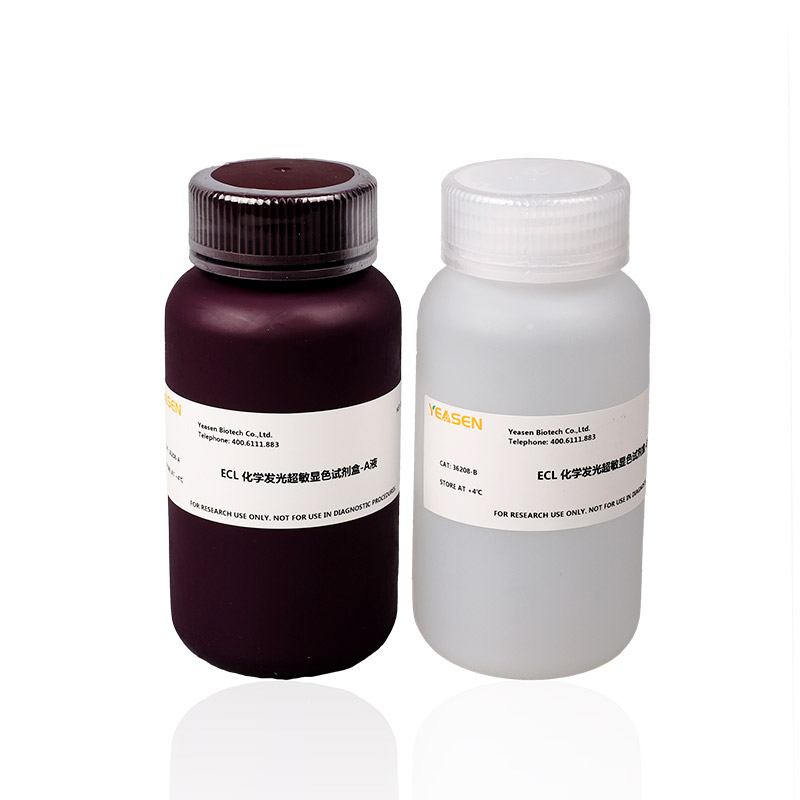 Super ECL Detection Reagent ECL化学发光超敏显色试剂盒产品图
