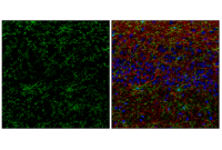 P2Y12 (E9J1J) Mouse Chimeric Monoclonal Antibody