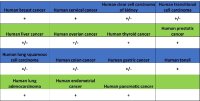 Rabbit anti-Rab5 Recombinant Monoclonal Antibody(S-1506-128)