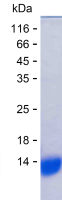 Recombinant Human UPF1 Protein(C-His)